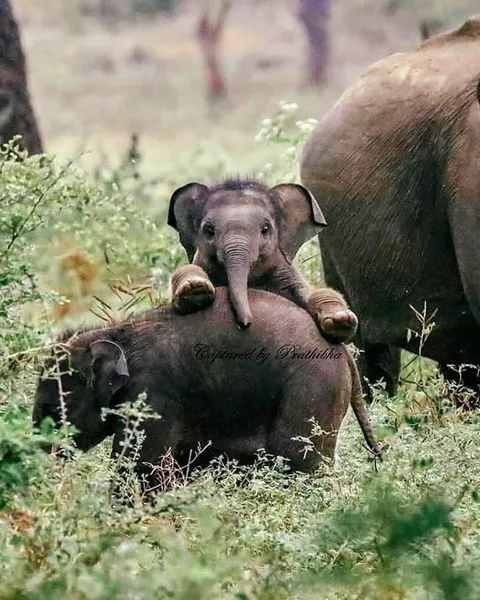 🔥 this photogenic little elephant
