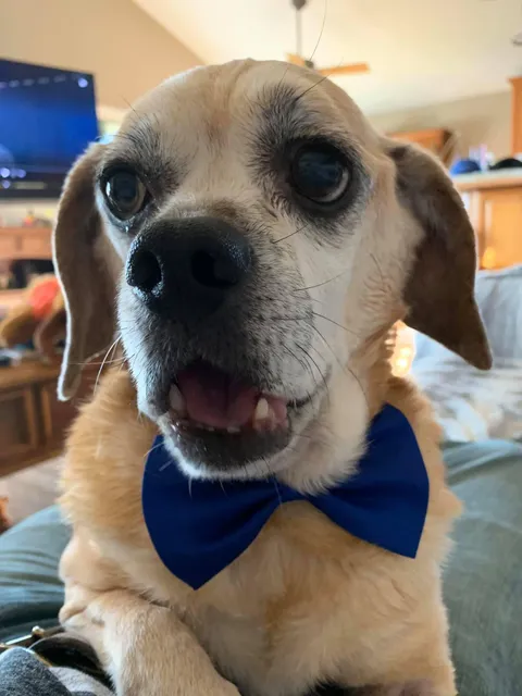 Back in November my buddy of 12 years was given 7-10 days to live. He’s here to see 2020.