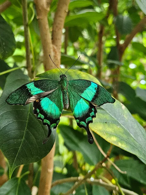 🔥 beautiful butterfly found in Niagara ON 