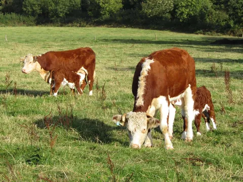 Doug and Dean are best friends, and so are their moms! They’re never far from each other.