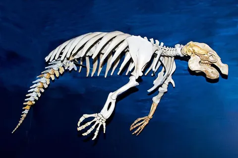 This is what a manatee’s skeleton looks like…