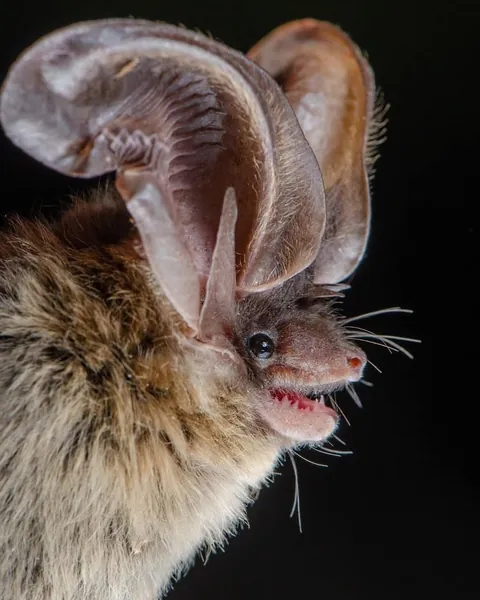 🔥Bats come in different sizes and shapes 🔥