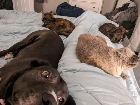 One day I will sleep comfortably 