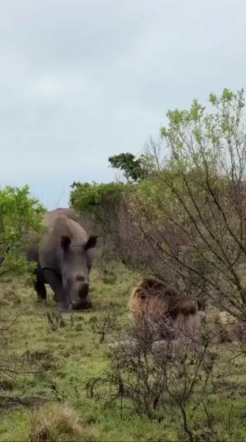 🔥 White rhino dances a little rhino jig and the 'King of the Jungle' is off. Size matters
