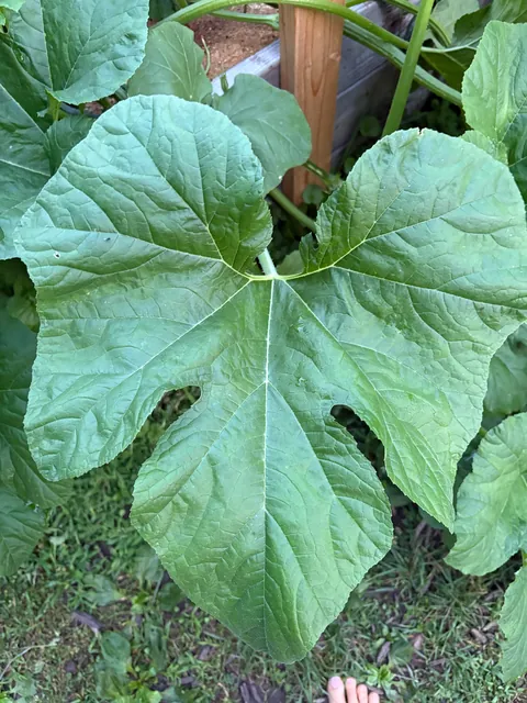 Please tell me this isn’t what I think it is