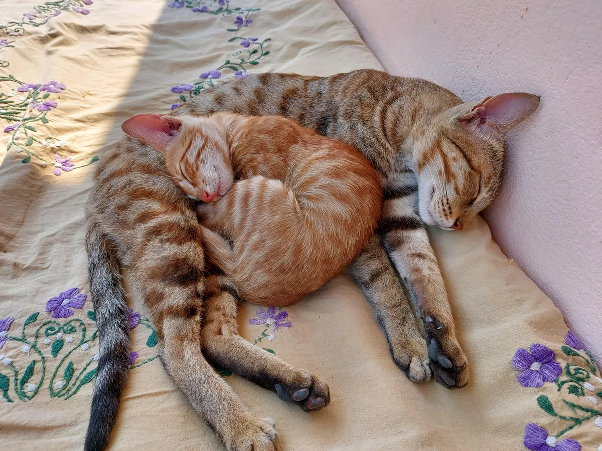 Mom and son having their Day off😁😸🐈🐾