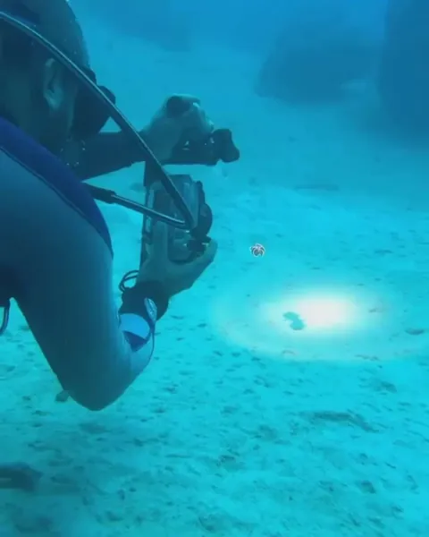 Scuba diver captures yellow-spotted flatworm (Thysanozoon nigropapillosum)