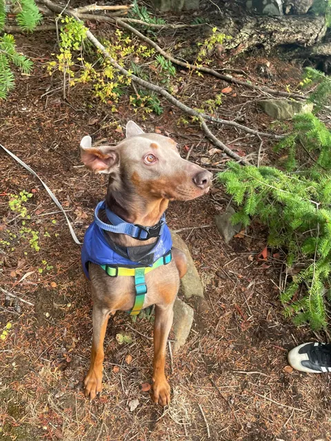 I bet you’ve never seen ears like these before!