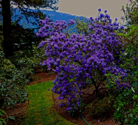 💜Purple azalea in the yard💜