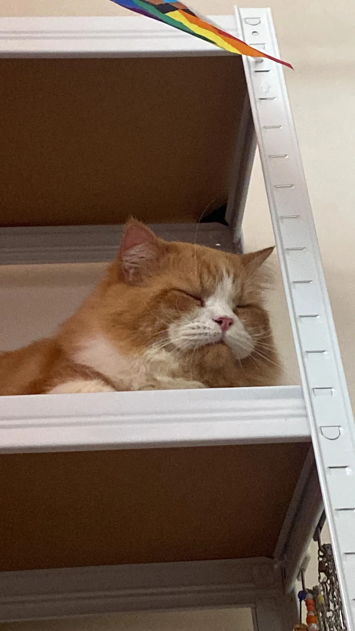 my sleepy rascal ginger car