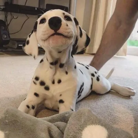goodest boi does a smile