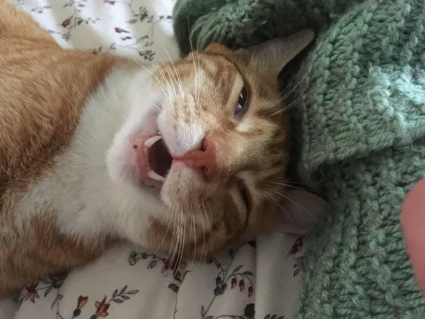 Taking my cat on a plane trip. Vet gave me meds and suggested I try them first to see his reaction. Yup he's tripping all right.