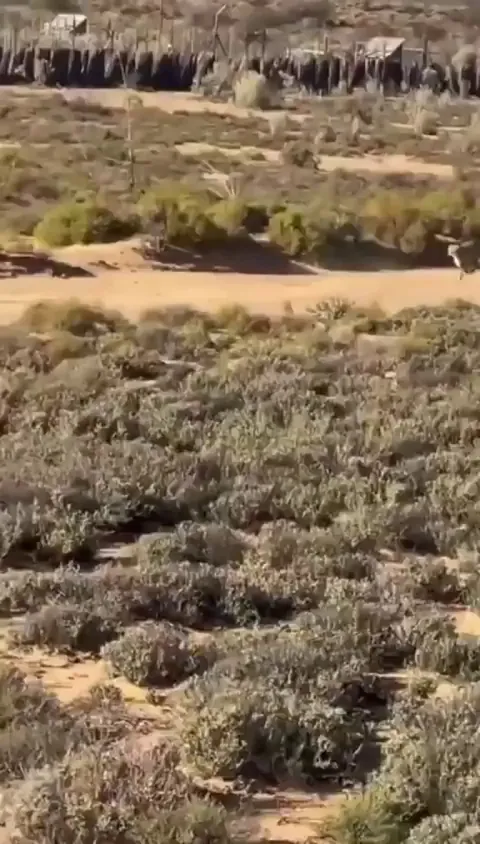 🔥 Cheetah outruns its prey and waits for it to come at him
