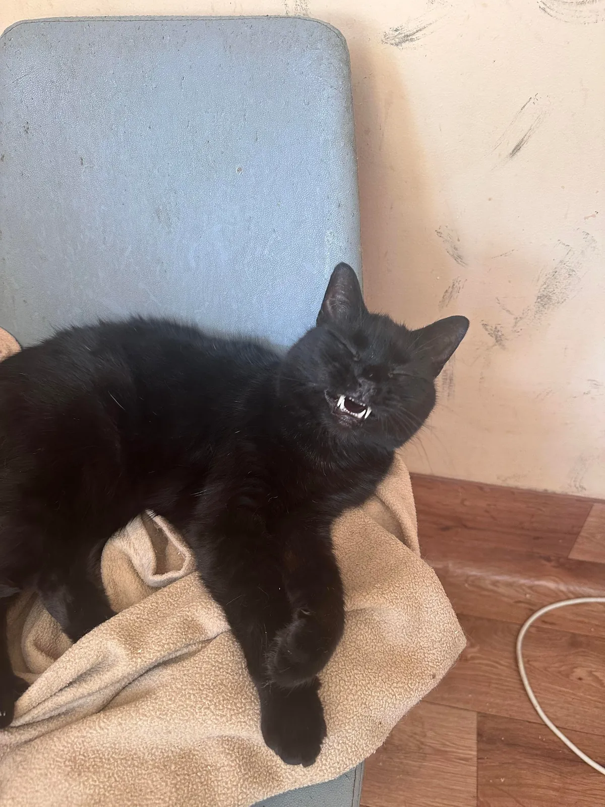 My Sundays are for volunteering at a cat hospice. I think I look forward to it even more than them