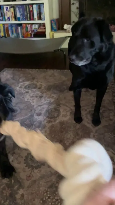 Teddy wants to tug but can’t figure out how