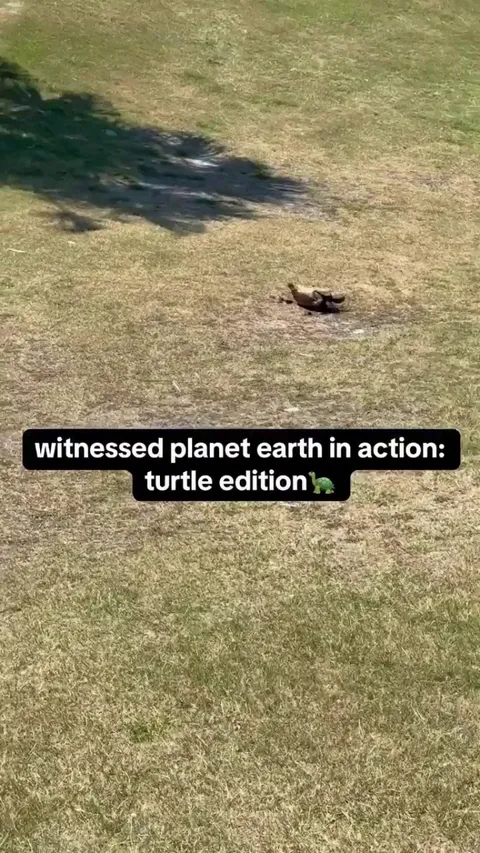 They had a shellbration after. 😂💯