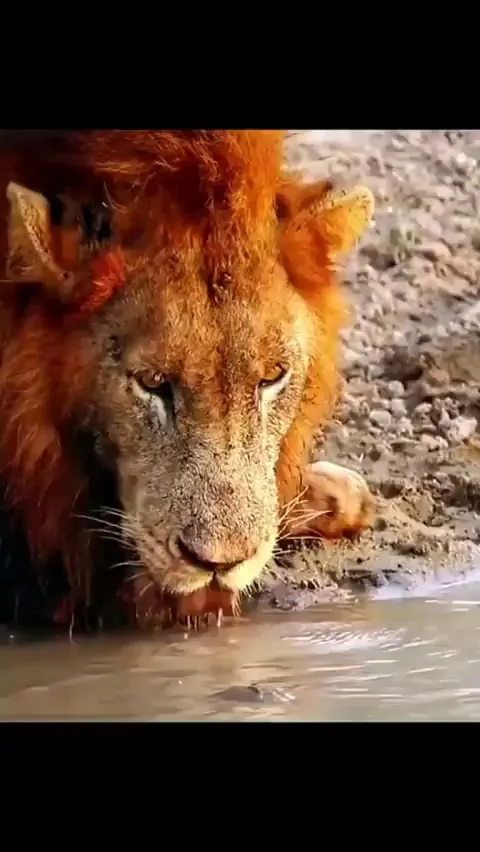 This lion really told the turtle to go that way 😂