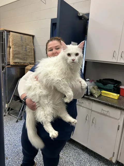 This giant Maine Coon I got to hold at work today. He is super sweet! The best boy! I have permission from his owner to share.