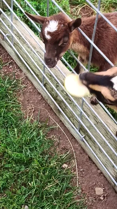 Baby goat apparently escapes regularly.