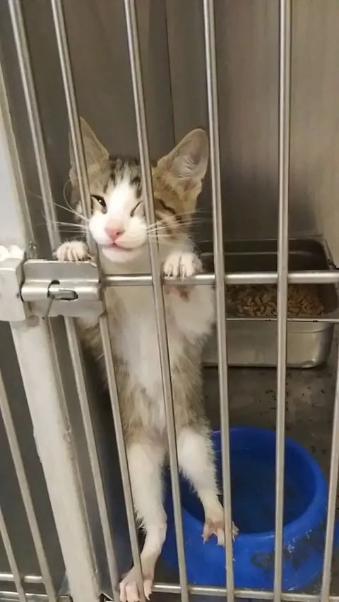 Came for a dog and left with him