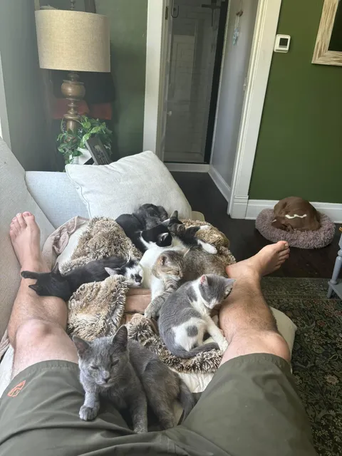 Trying to nap in a house of fosters 