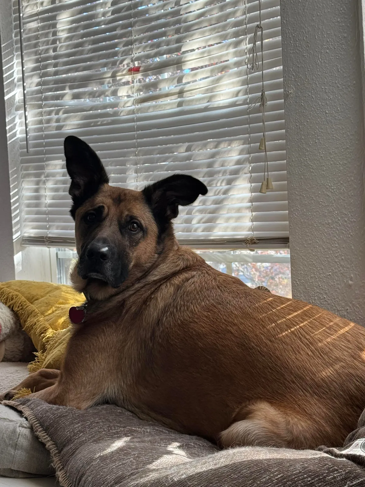 Atticus: a very good boy