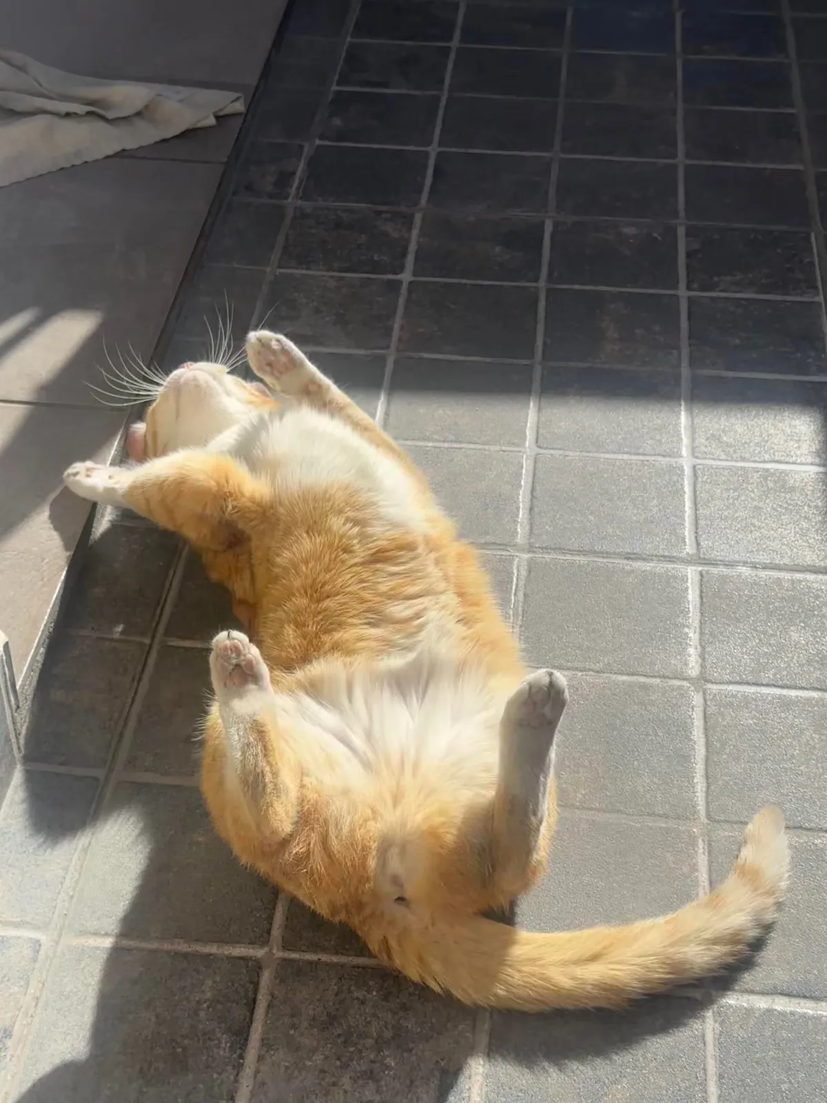 She loves to sunbathe like this 😂