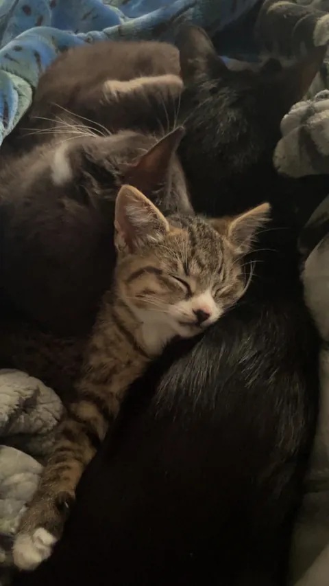 my boyfriends sister found this guy in the walls of our trailer. his name is squinch