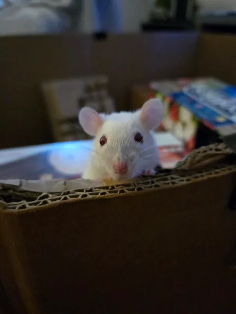 Jimily &amp; friends rat photos dump!