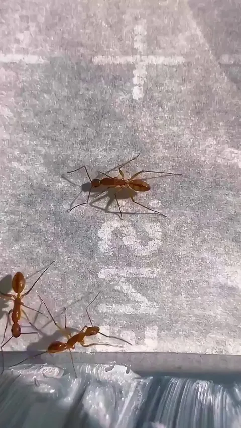 Ants turn color of the liquid they drink