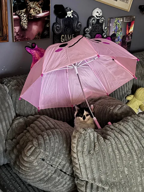 This is Dirtbag. We also call him Rudy. He just woke up after being neutered. He also just pissed all over himself. That’s my boy!!