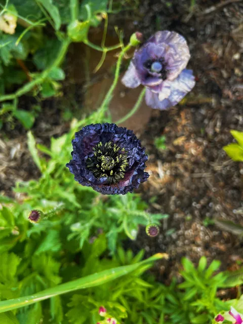 Amazing Grey Poppies