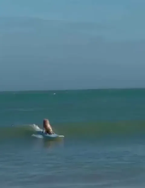 The dog won the show 😂😍