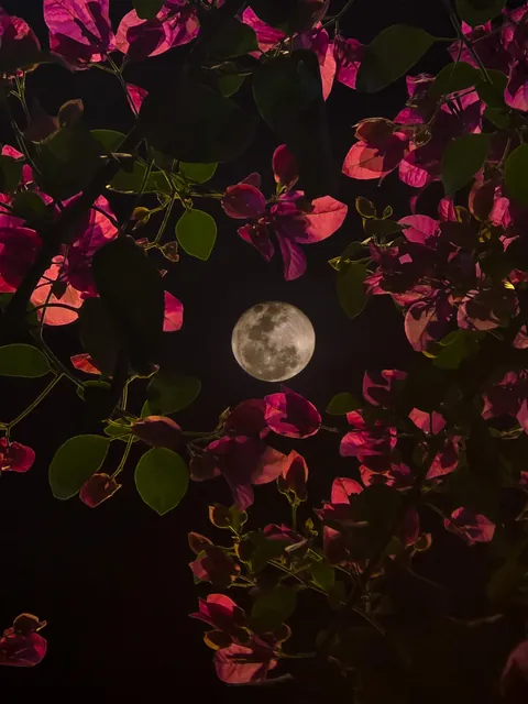 Full moon and full blooms