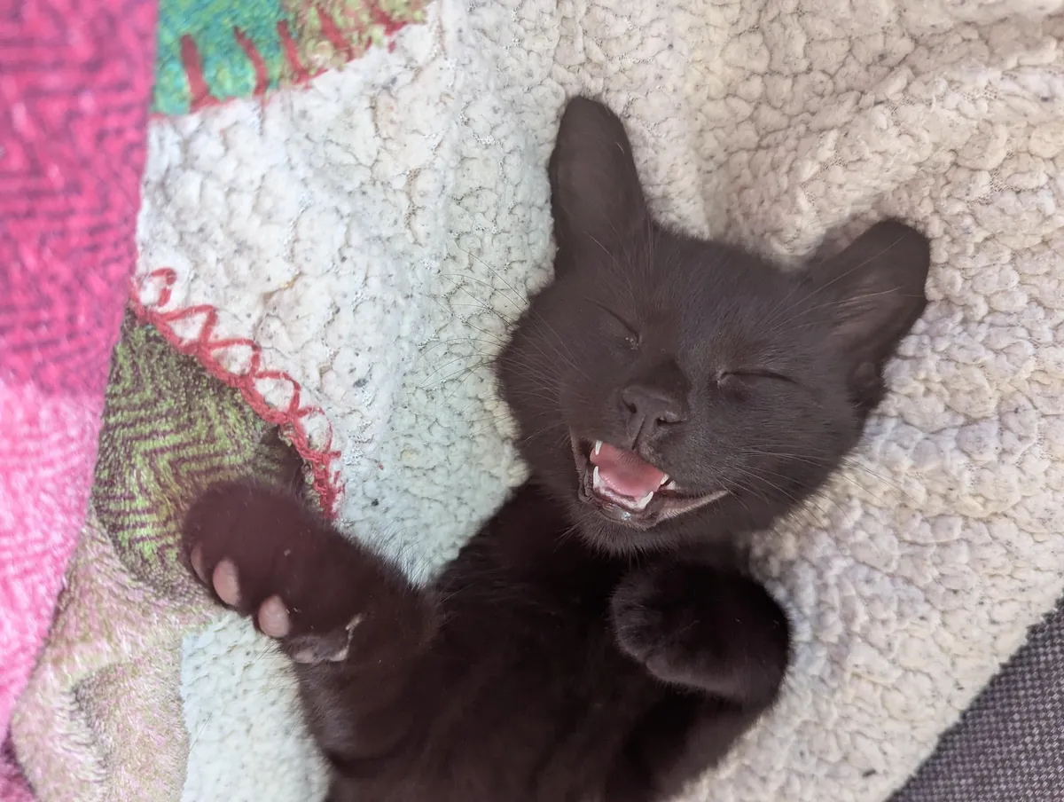 Little guy was a rescue a few weeks ago, completely feral... now living his best life