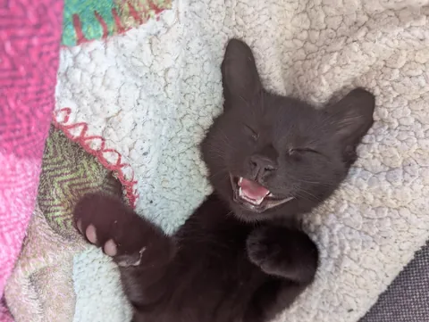 Little guy was a rescue a few weeks ago, completely feral... now living his best life