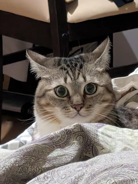 Hello reddit, meet my cat Seva, he is a very sweet and affectionate cat and he REALLY loves play❤️