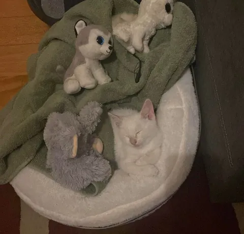 Oct 16 I found my cat next to a garbage can in a black plastic bag with his other 3 siblings. I didn’t know much about cats but I took a shot and honestly it was the best decision. He’s gonna be 1 year old on Oct -16.