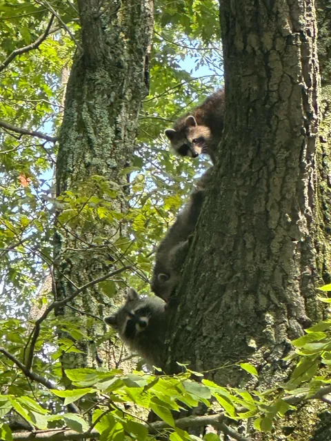 Spotted a shy little raccoon family peeking at me from their tree hideout!