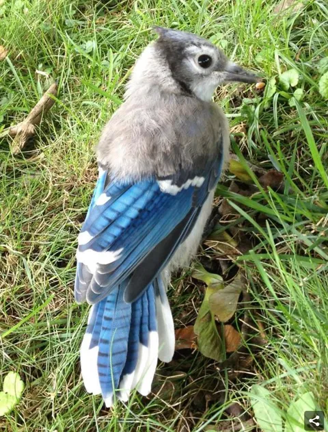 🔥 A blue jay with half of its baby down feathers.