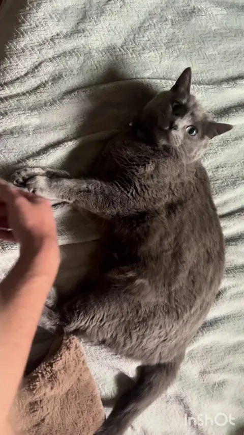 Is she just playing or mad im touching her belly?