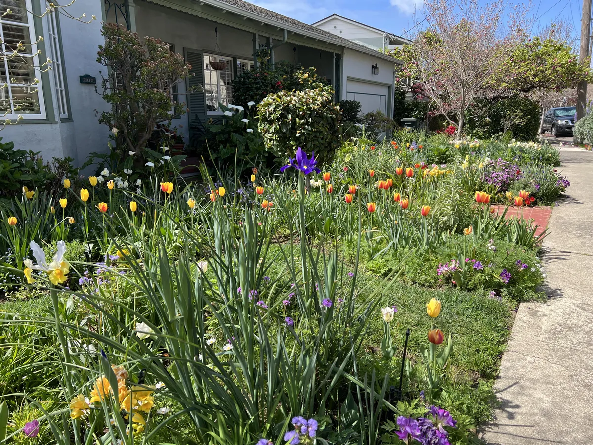 Gorgeous tulip-filled front garden on my walk today!