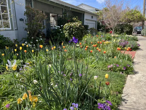 Gorgeous tulip-filled front garden on my walk today!