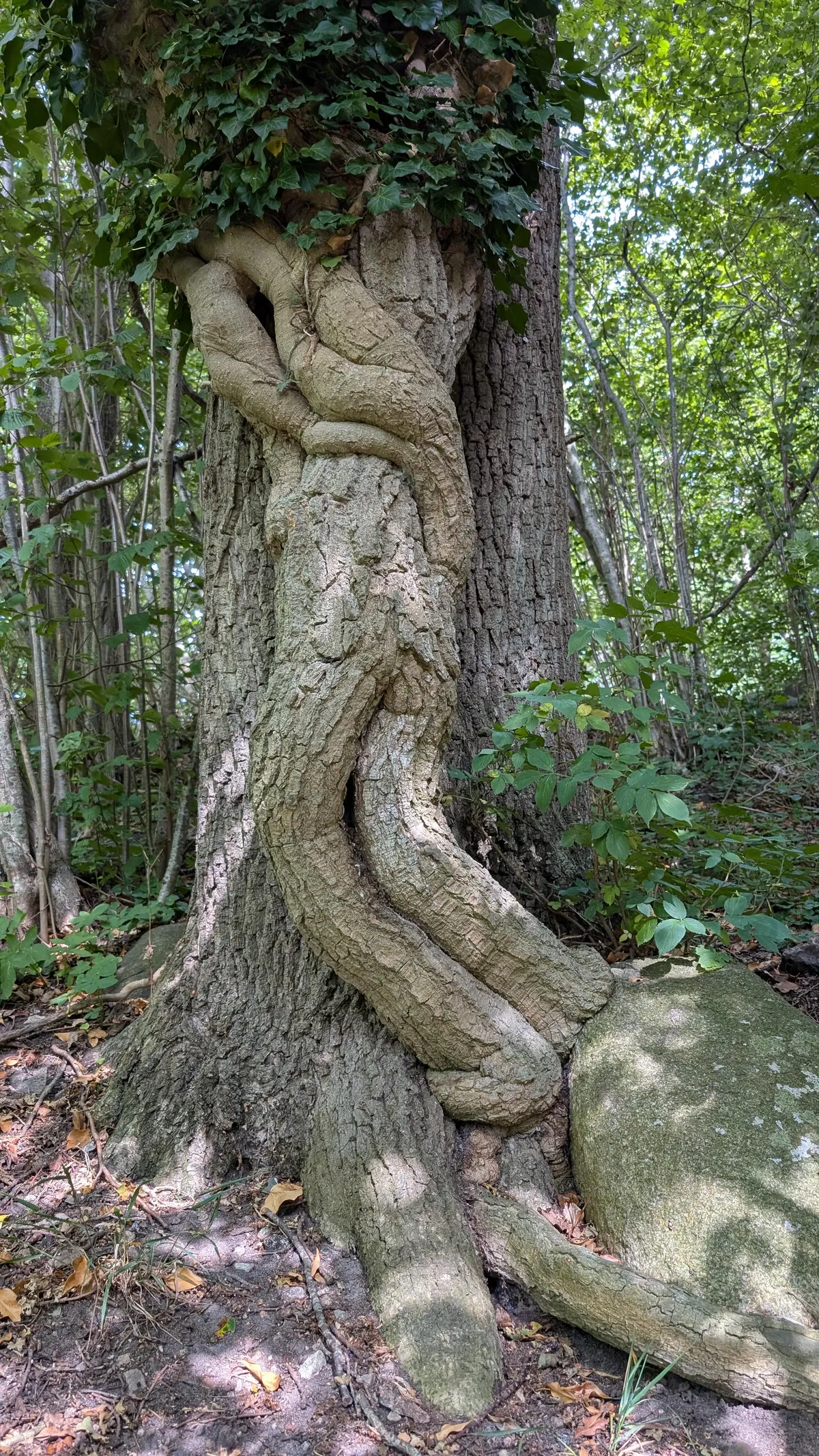 This oak tree looks like it's hugging a guy