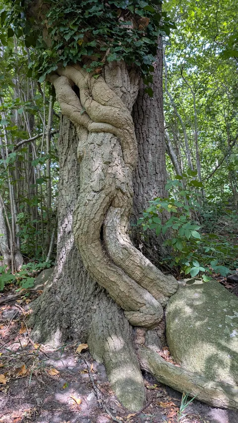This oak tree looks like it's hugging a guy