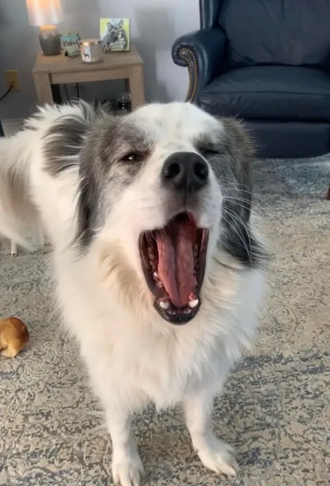 A compilation of Rocky mid yawn