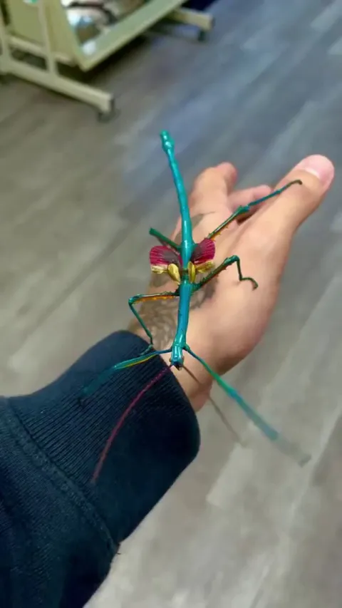 🔥 The Gorgeous Achrioptera Manga