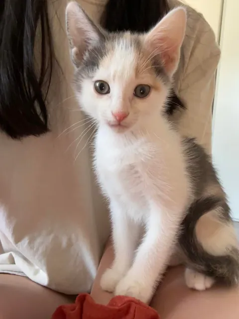 Everyone meet Gluten