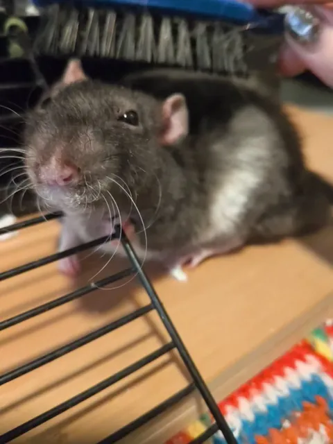 Brushing the rat