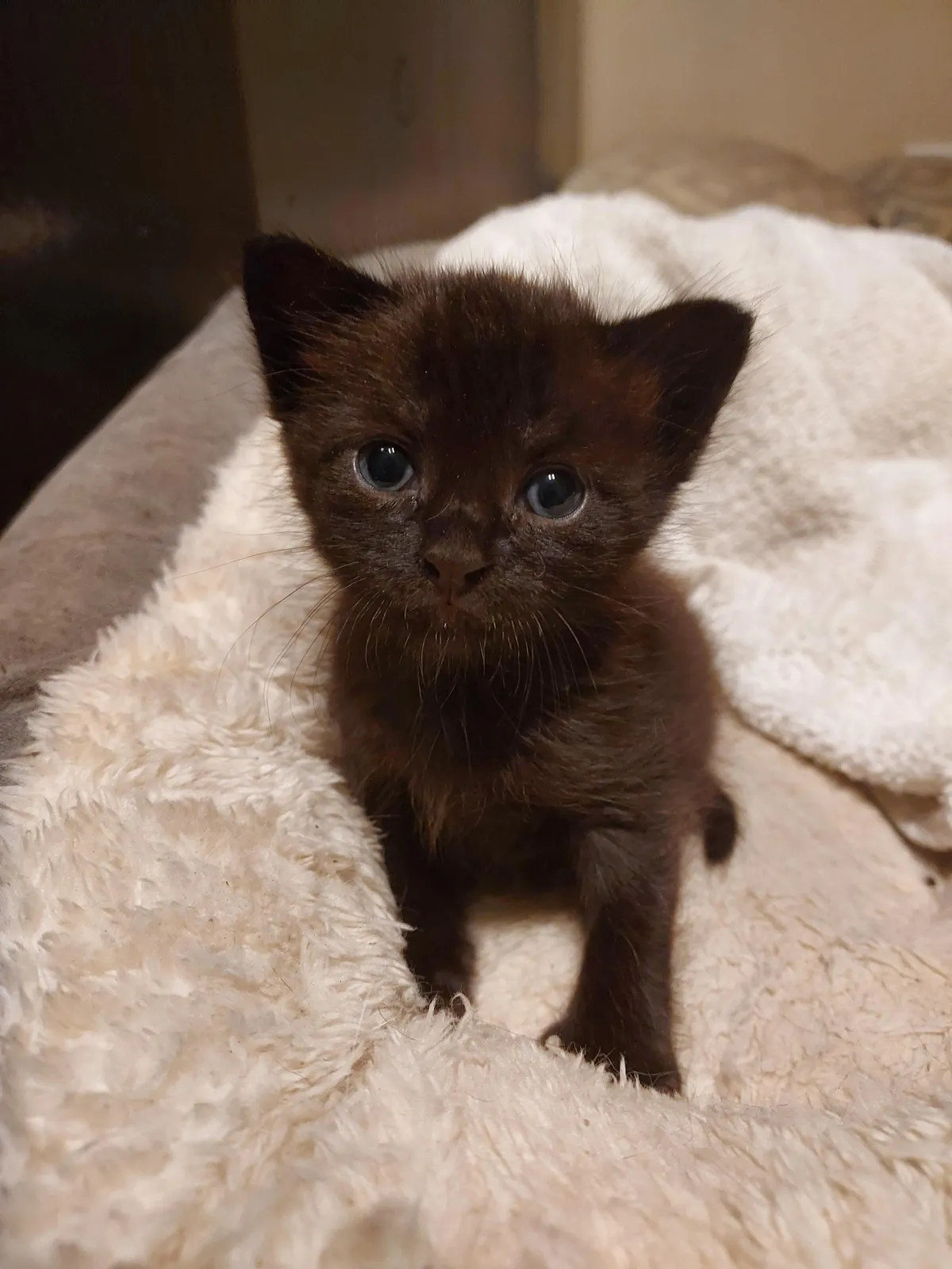 Void kitty I snatched from a job site after she was almost ran over.
